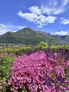 Montagne Annecy Fleurs roses O'dru